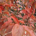 Stewartia pseudocamellia feuille automne